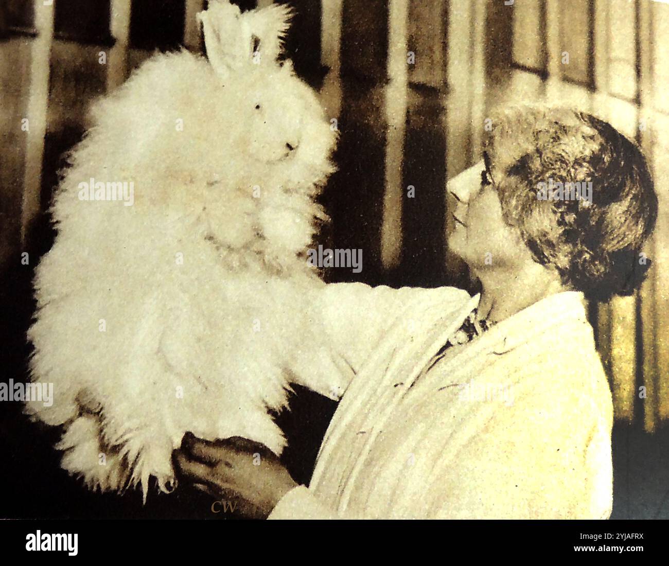 Produzione di lana/stoffa Angora degli anni '1940 in Gran Bretagna. Una donna esamina un coniglio angora Foto Stock