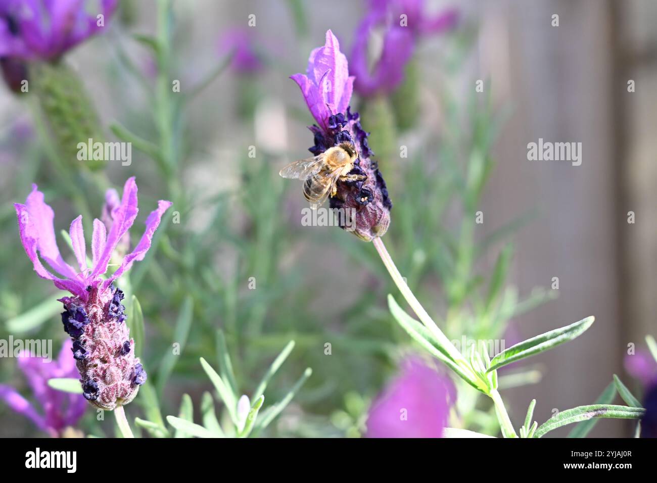 Ape sul fiore di lavanda francese. Foto Stock