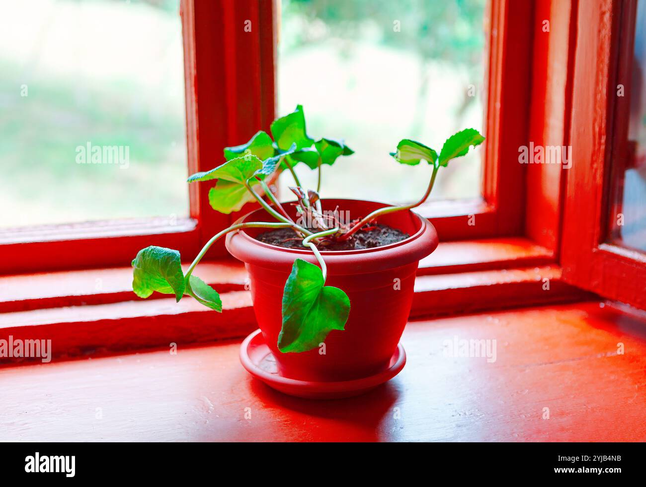 Pianta in vaso con vegetazione verde lussureggiante situata su davanzale Foto Stock