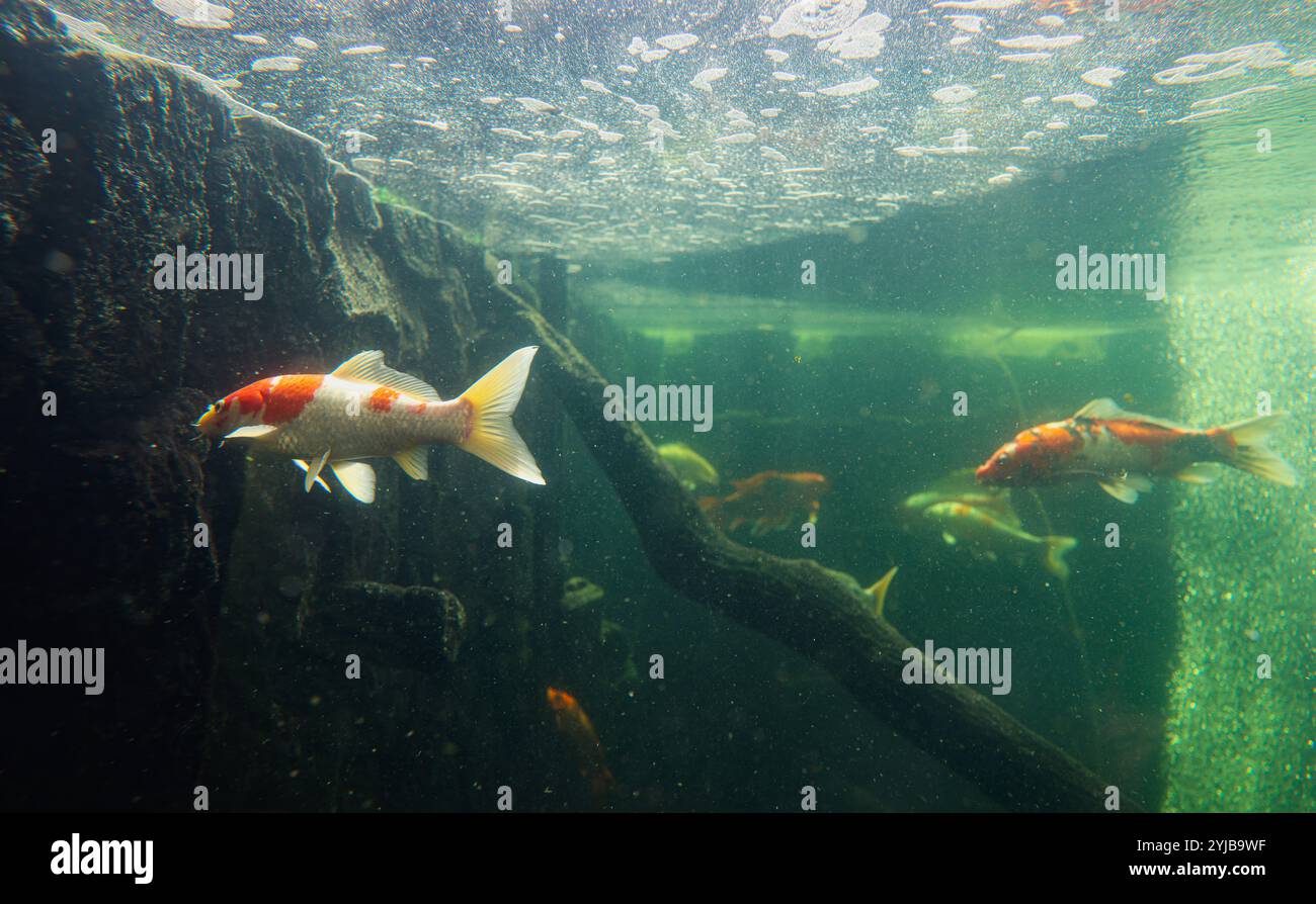 Un gruppo diversificato di pesci che mostrano il loro comportamento naturale nuotando in un acquario. Foto Stock