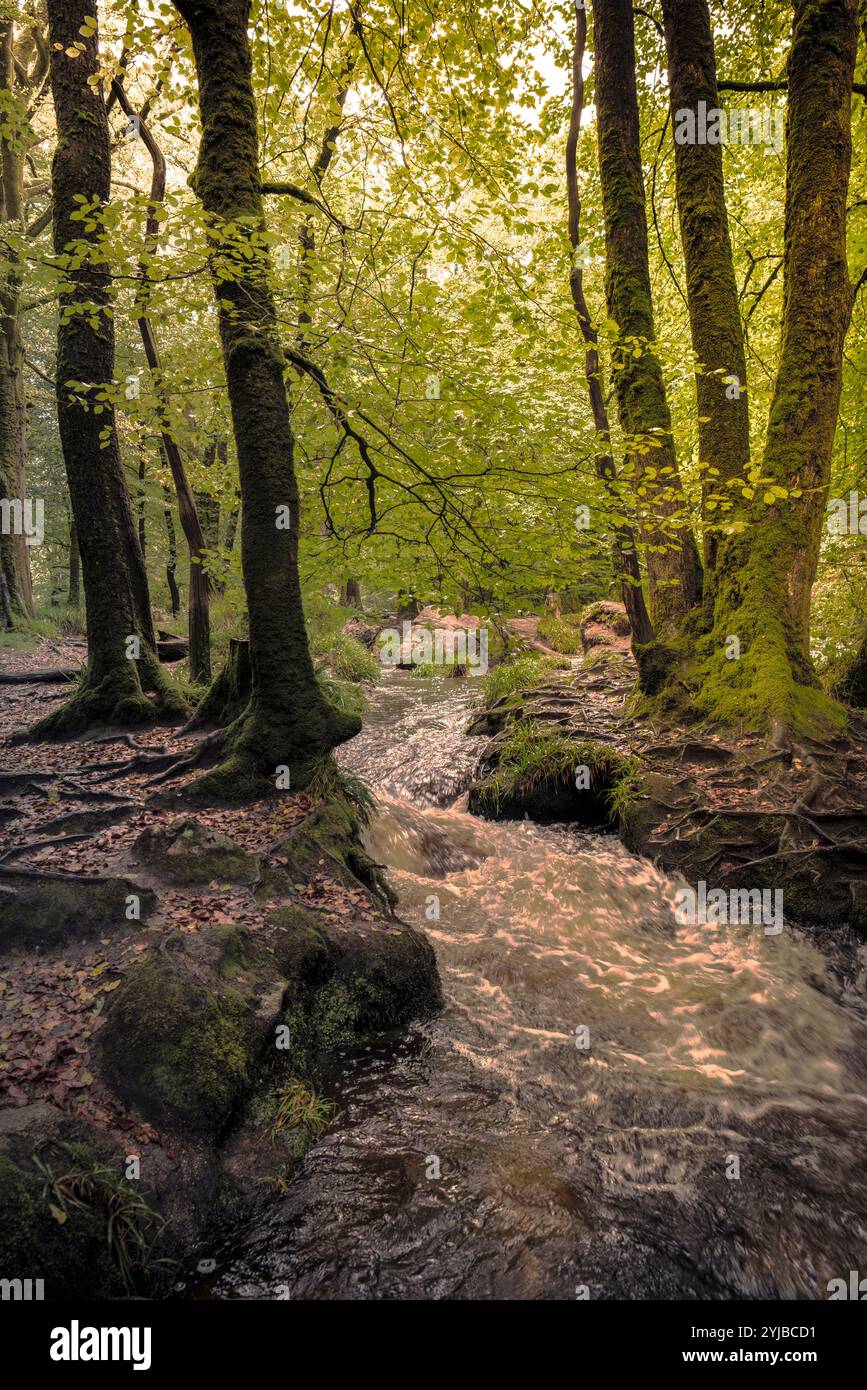 Cascate di Golitha. Il fiume Fowey scorre attraverso l'antico bosco di querce di Draynes Wood a Bodmin Moor in Cornovaglia nel Regno Unito. Foto Stock