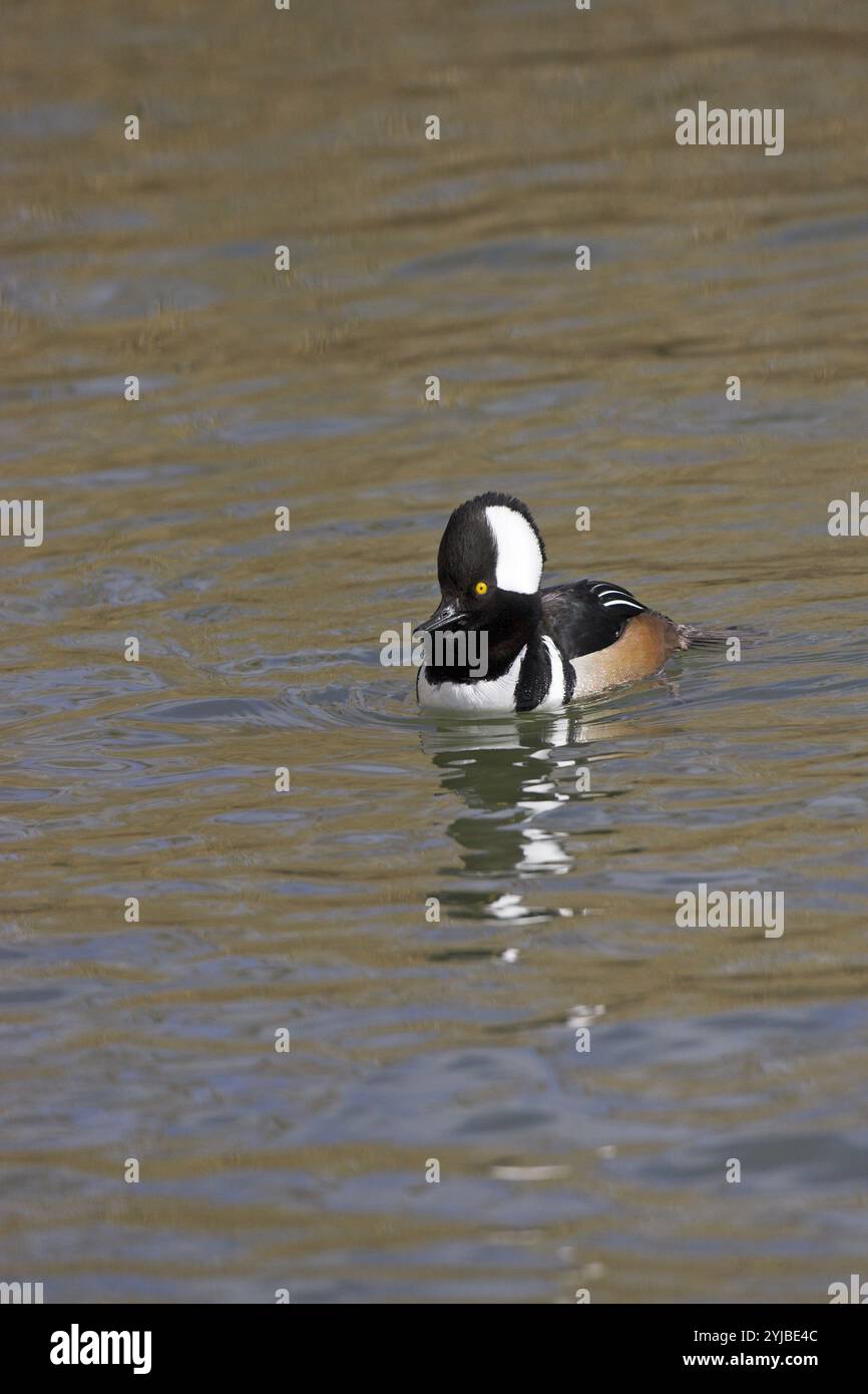 Hooded merganser Lophodytes cucullatus maschio Lago Radipole RSPB riserva naturale Dorset Inghilterra Foto Stock