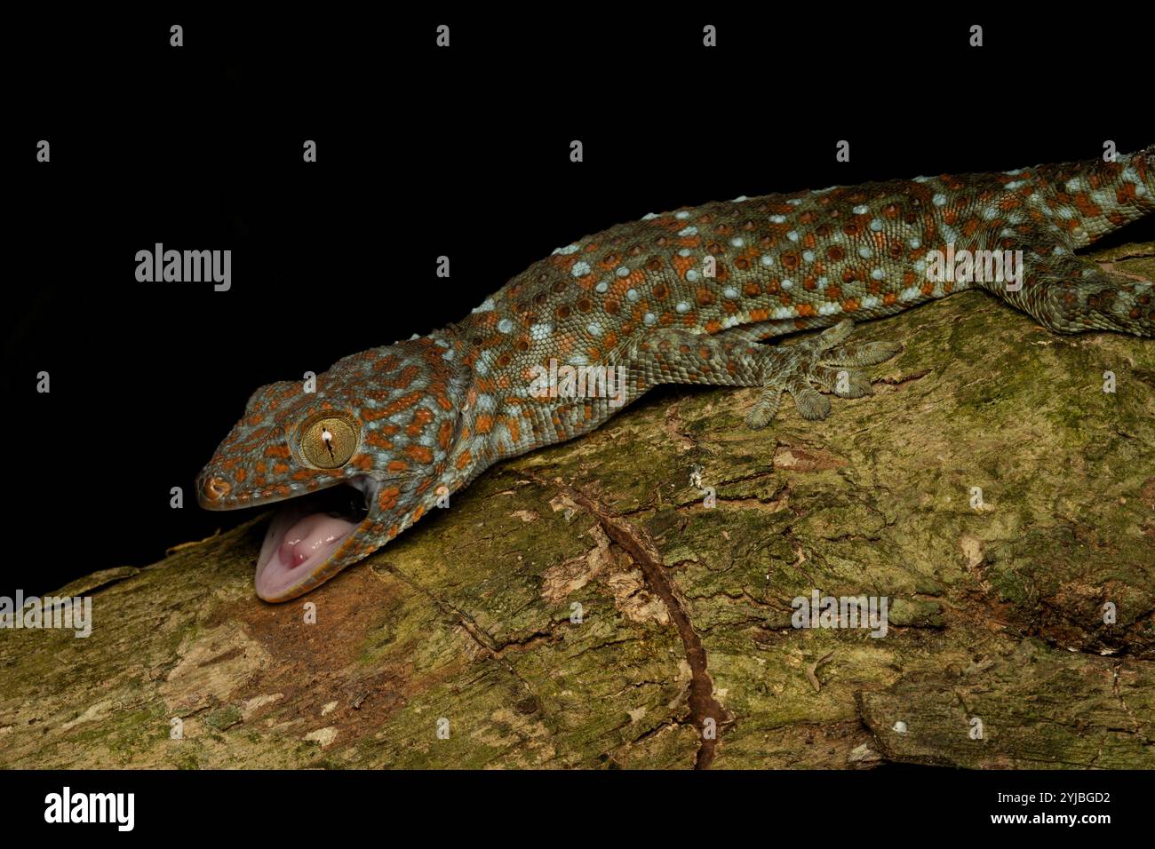 Il geco tokay è un geco arboreo notturno del genere Gekko, il vero geco. È originaria dell'Asia e di alcune isole del Pacifico. Foto Stock