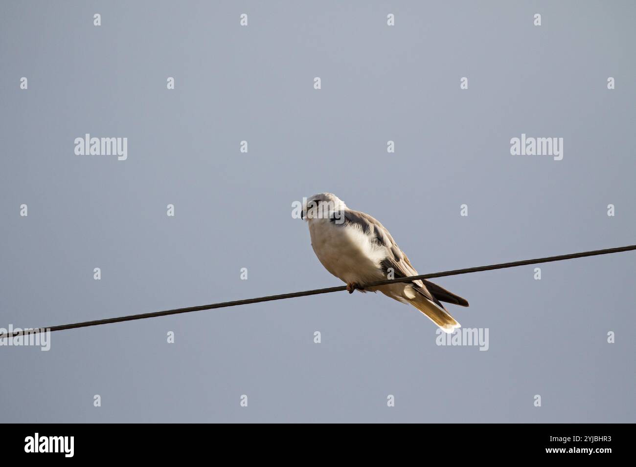 White-tailed kite Elanus leucurus appollaiato sul filo del telegrafo, Anahuac National Wildlife Refuge, Texas, USA, dicembre 2017 Foto Stock