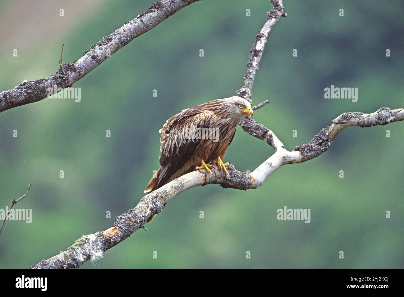 Nibbio reale Milvus milvus appollaiato sul ramo morto di quercia sessile albero vicino a Tregaron Galles Foto Stock