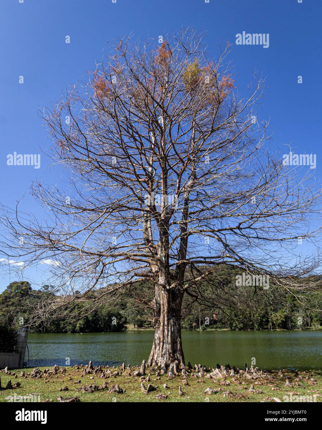 Paesaggio di autunno Foto Stock