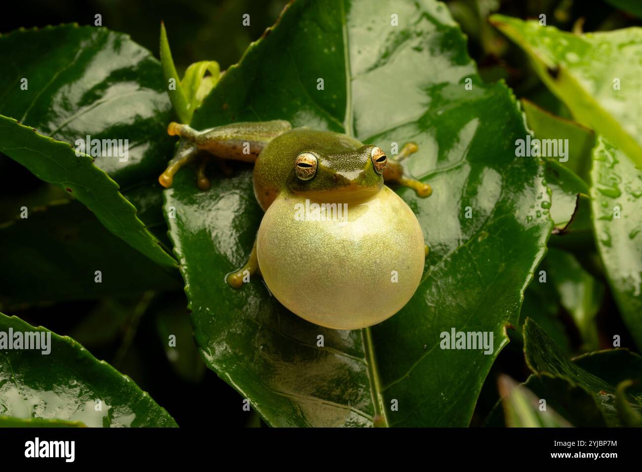 La rana Bush di Jayaram (Raorchestes jayarami) è una specie di rana che si trova nei ghati occidentali dell'India ad un'altitudine di 600 e 1800 metri sul livello del mare. Foto Stock