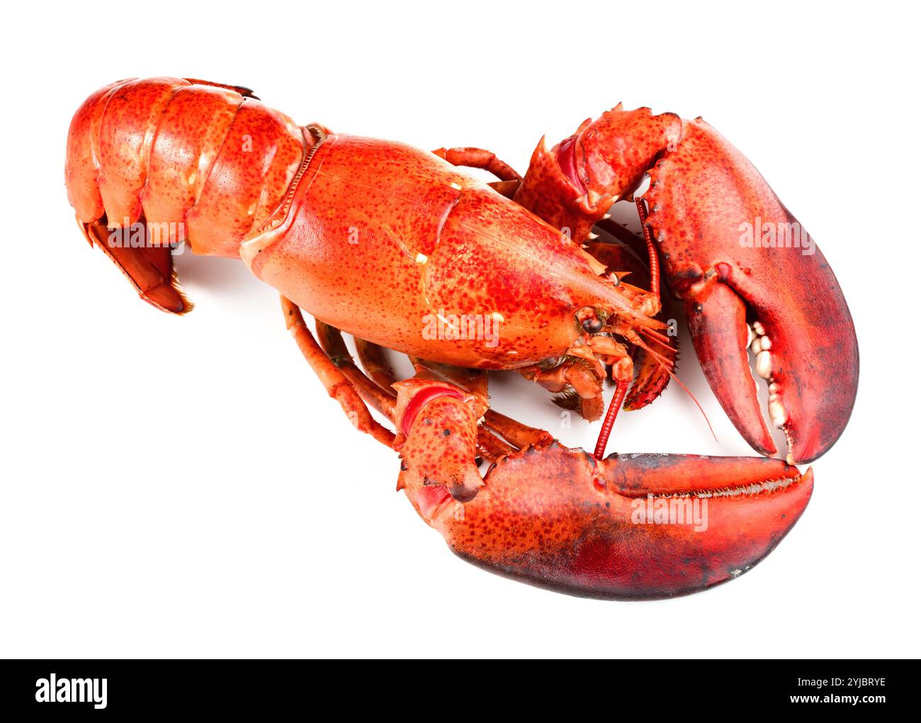 Red Lobster isolati su sfondo bianco Foto Stock