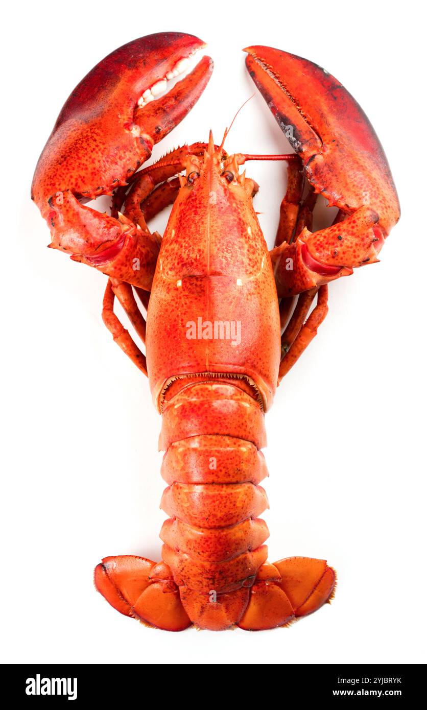 Red Lobster isolati su sfondo bianco Foto Stock