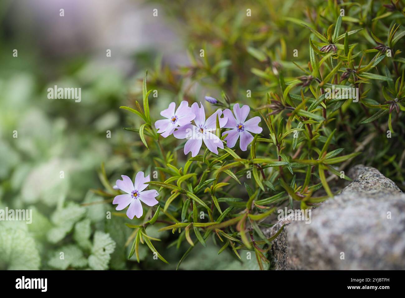 Il terreno perenne copre la pianta in fiore. phlox strisciante - Phlox subulata o muschio phlox sull'alveare. Primo piano. Foto Stock
