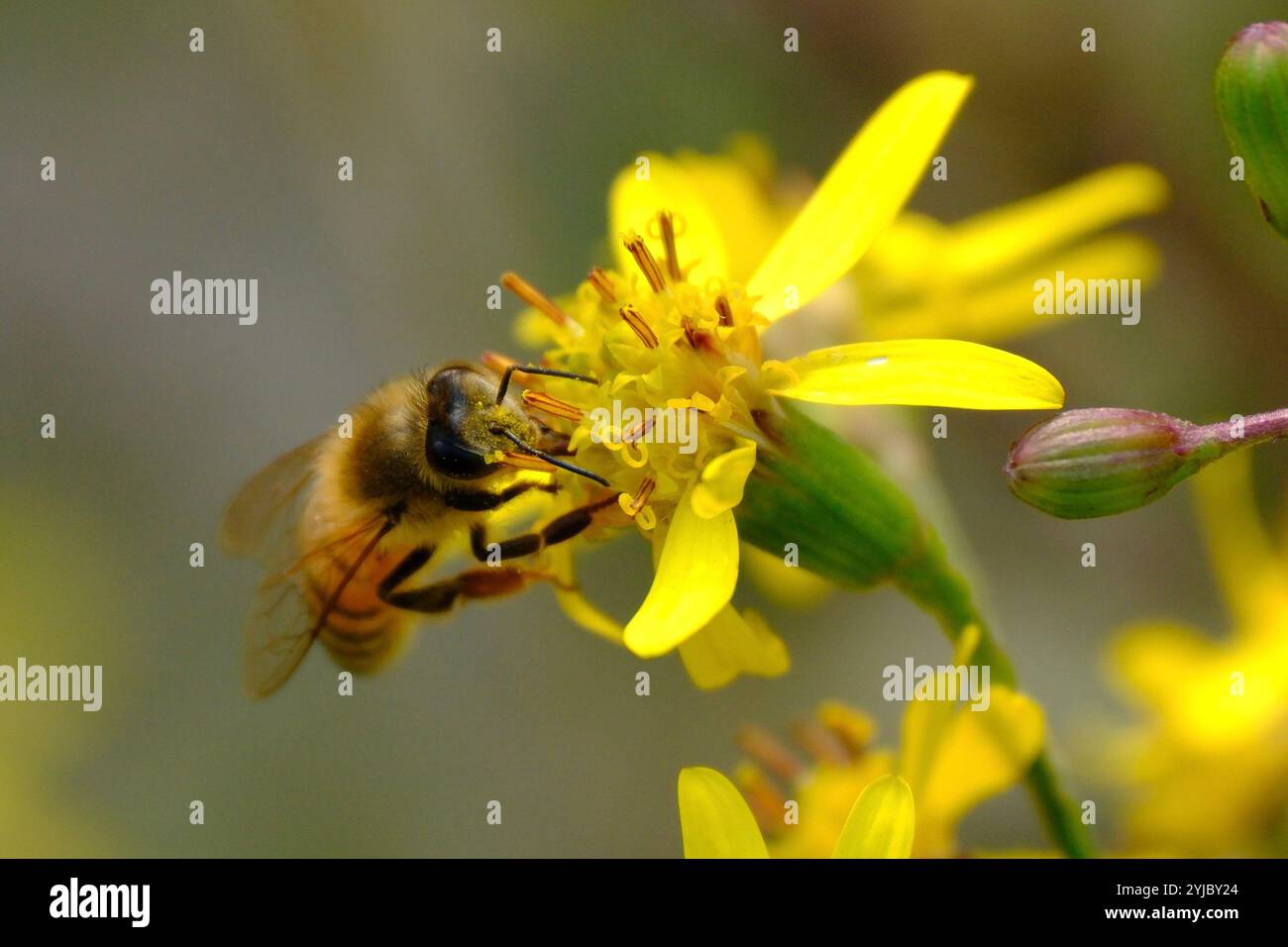 Un primo piano di un'ape che raccoglie nettare su un fiore giallo, che mostra la bellezza dell'interazione tra insetti e piante in natura. Foto Stock