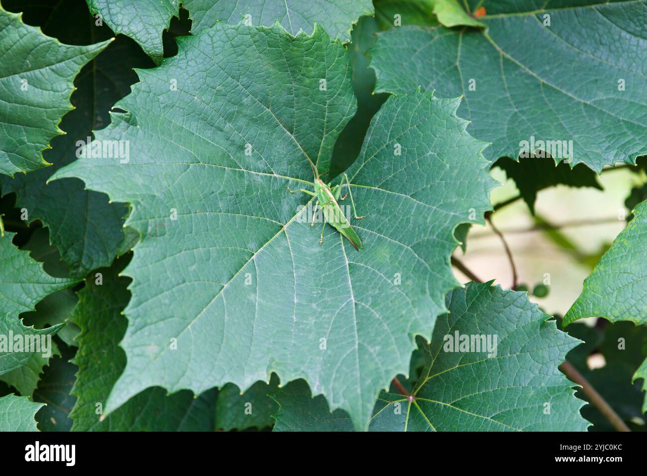 Cricket verde, Tettigonia viridissima, femmina adulta o imago su foglia di uva verde in estate Foto Stock