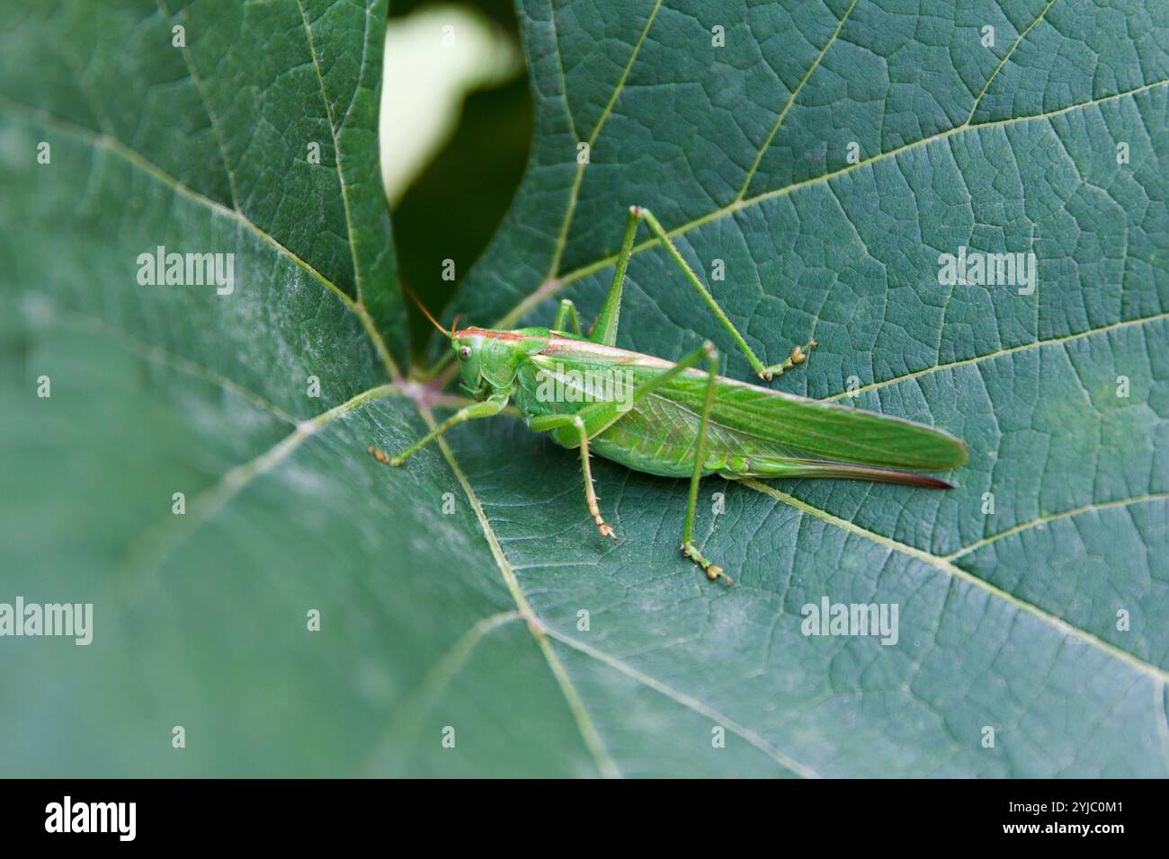 Grillo verde di grande bellezza, Tettigonia viridissima, femmina adulta o imago su foglia d'uva verde in estate Foto Stock