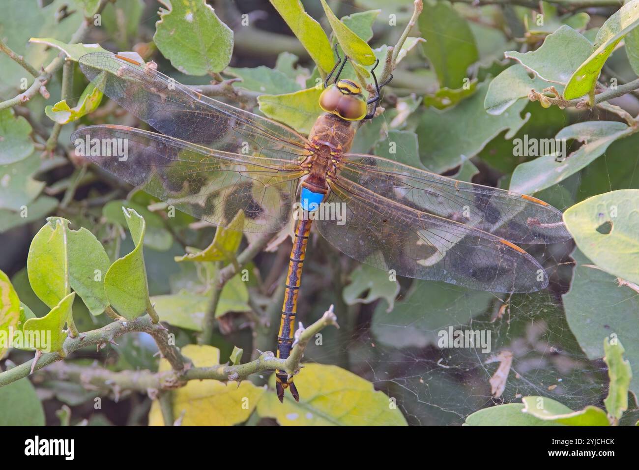 Dragonfly dell'Imperatore minore, (Anax parthenope), femmina, riposante, crogiolarsi, Bharatpur Bird Sanctuary, Keoladeo National Park, Bharatpur, Rajasthan, India. Foto Stock