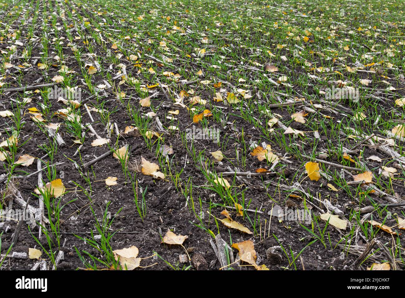 Primo piano di un campo di grano verde giovane con foglie gialle sparse. Nel suolo crescono file di giovani piante verdi. Campo agricolo autunnale. Crescita Foto Stock