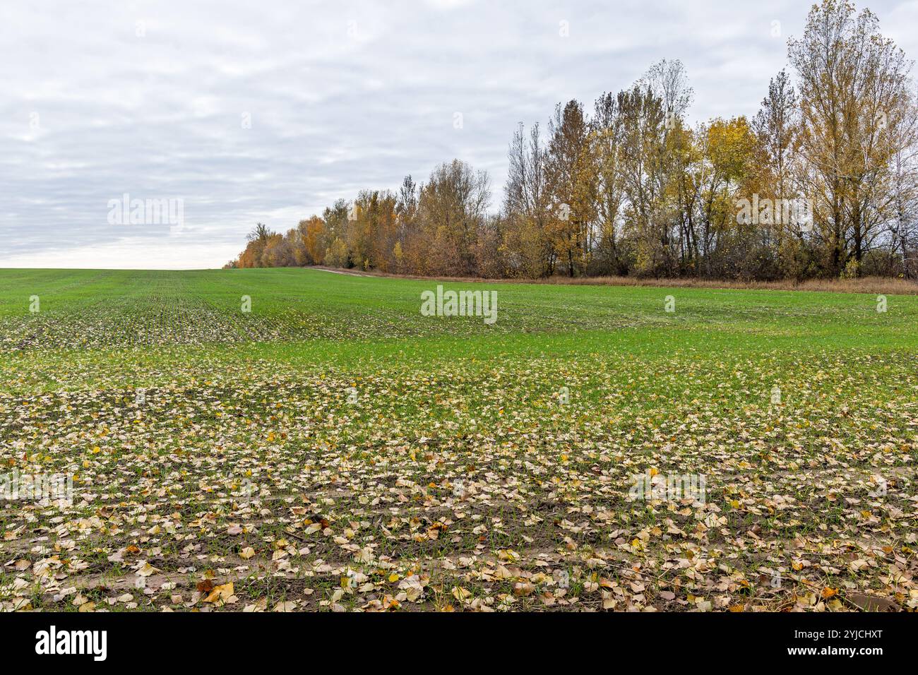 Un campo di grano verde giovane con foglie gialle sparse circondato da alberi sullo sfondo. Nel suolo crescono file di giovani piante verdi. Autunno A. Foto Stock