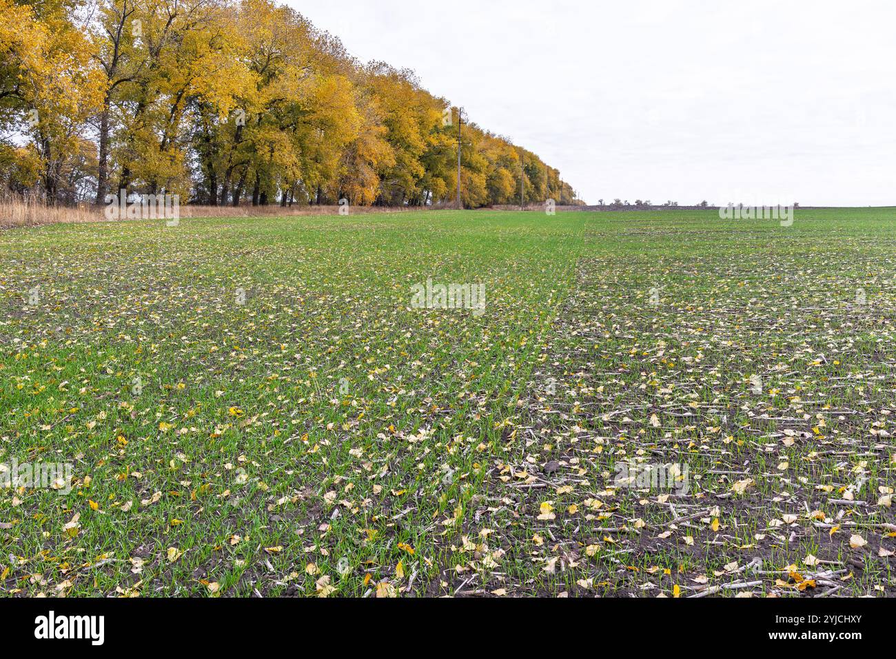 Un campo di grano verde giovane con foglie gialle sparse circondato da alberi sullo sfondo. Nel suolo crescono file di giovani piante verdi. Autunno A. Foto Stock