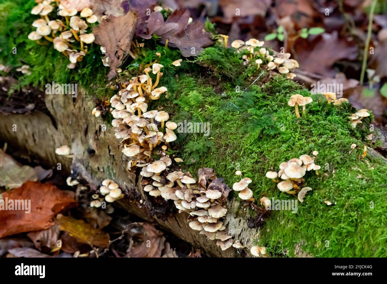 Funghi del cofano che crescono su aa Fallen Tree, Arnside, Milnthorpe, Cumbria, Regno Unito Foto Stock