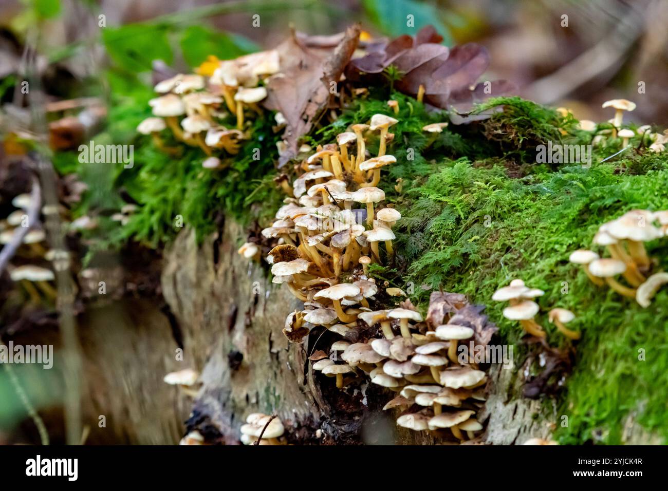 Funghi del cofano che crescono su aa Fallen Tree, Arnside, Milnthorpe, Cumbria, Regno Unito Foto Stock