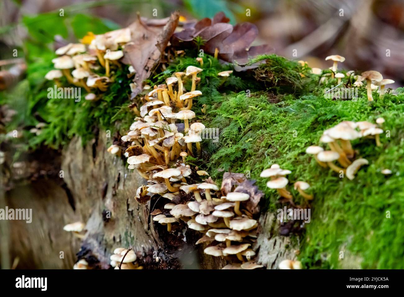 Funghi del cofano che crescono su aa Fallen Tree, Arnside, Milnthorpe, Cumbria, Regno Unito Foto Stock