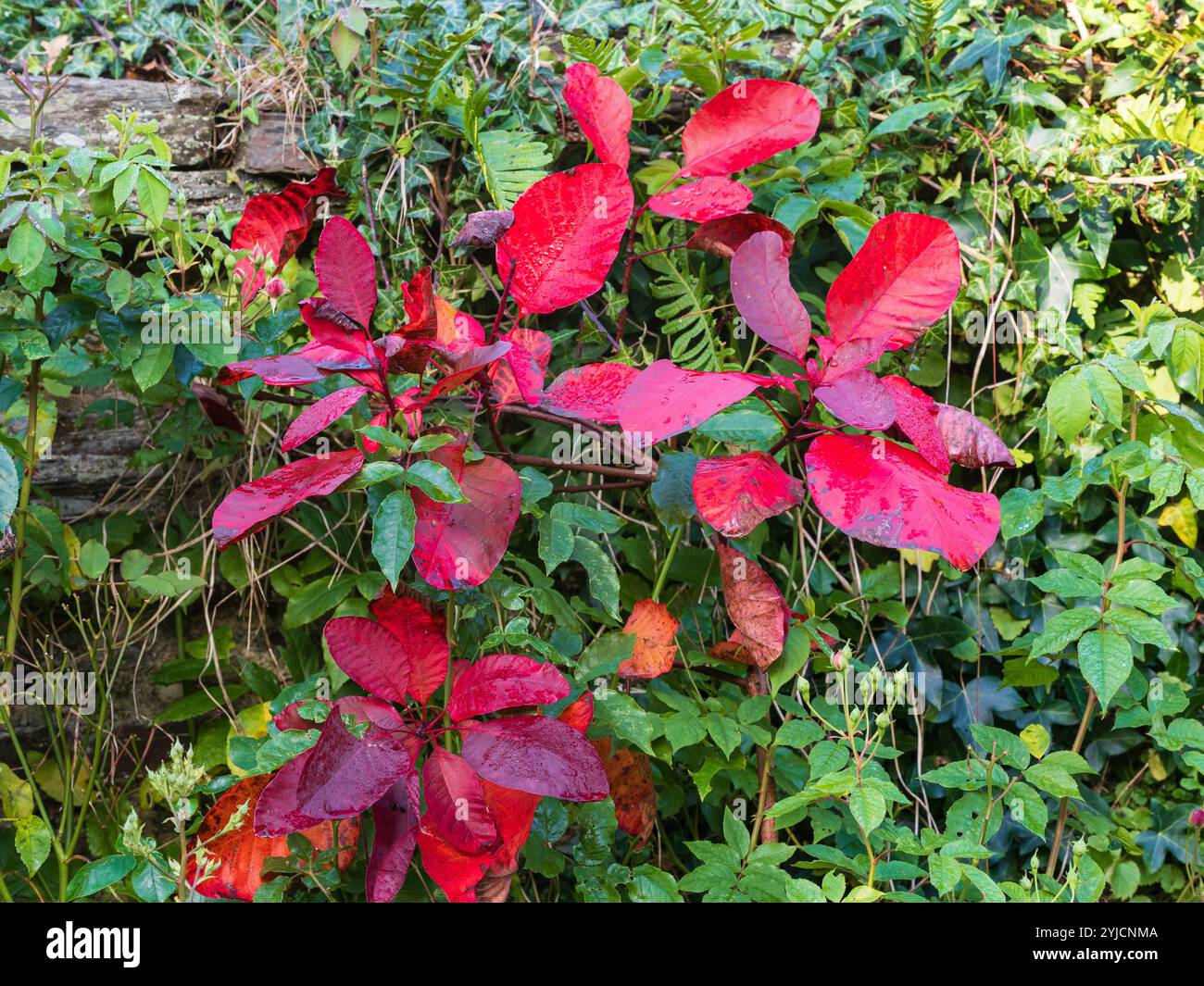 Fogliame del robusto cespuglio di fumo deciduo, Cotinus coggygria 'Grace' che passa dal viola estivo al rosso autunnale Foto Stock