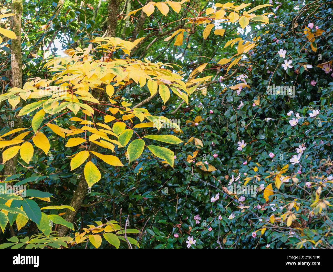 Il fogliame autunnale del piccolo albero, Meliosma veitchiorum, contrasta con i fiori rosa di Camellia sasanqua "Pinafore Pink" Foto Stock