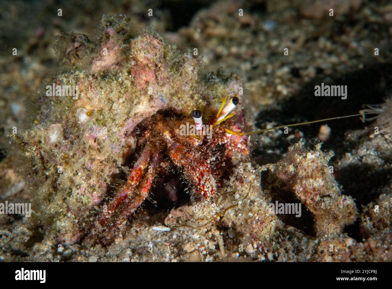 hermit crab phillipines Foto Stock