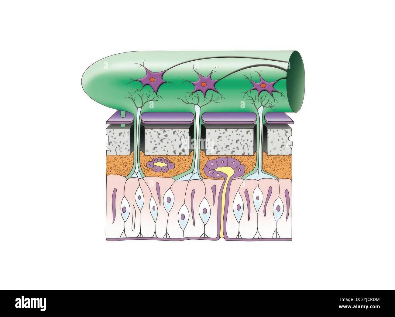 Area olfattiva del naso. Foto Stock