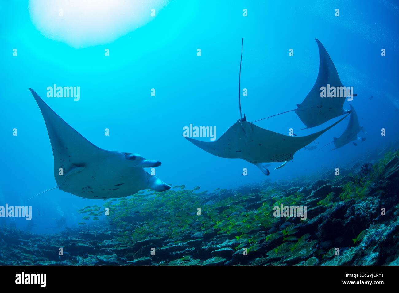 manta ray visting stazione di pulizia maldive Foto Stock