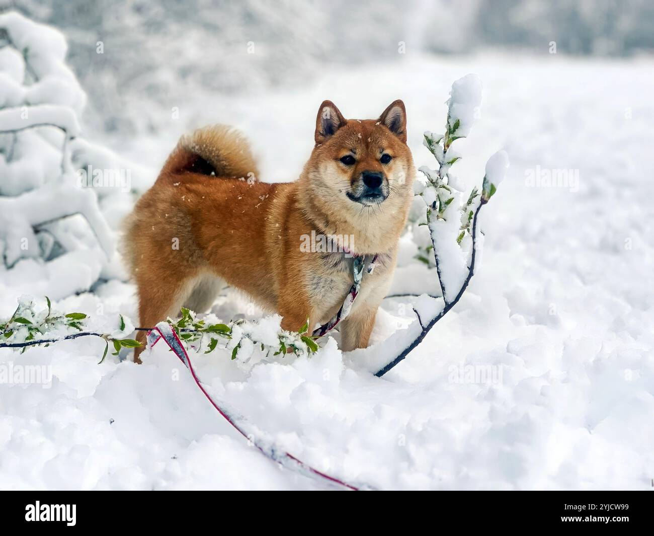 Adorabile cane rosso Shiba Inu che gioca con gioia sulla neve in un luminoso giardino invernale. Immagine di alta qualità, in cui sono ammessi gli animali domestici, perfetta per progetti stagionali, all'aperto o di stile di vita. Copia spazio. Foto Stock