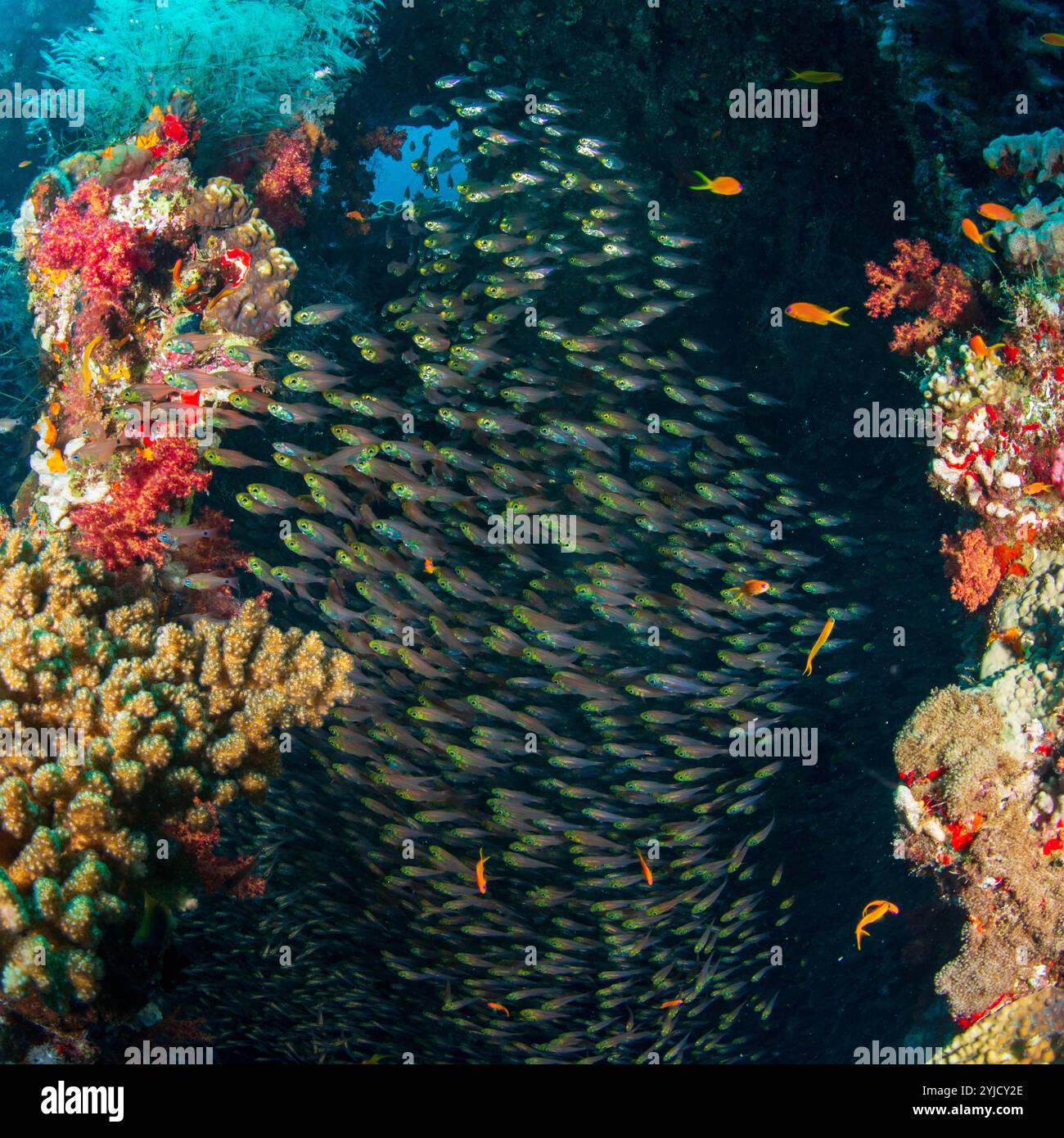 pesci scopa pigmei all'interno di un relitto di mare rosso carnatico Foto Stock