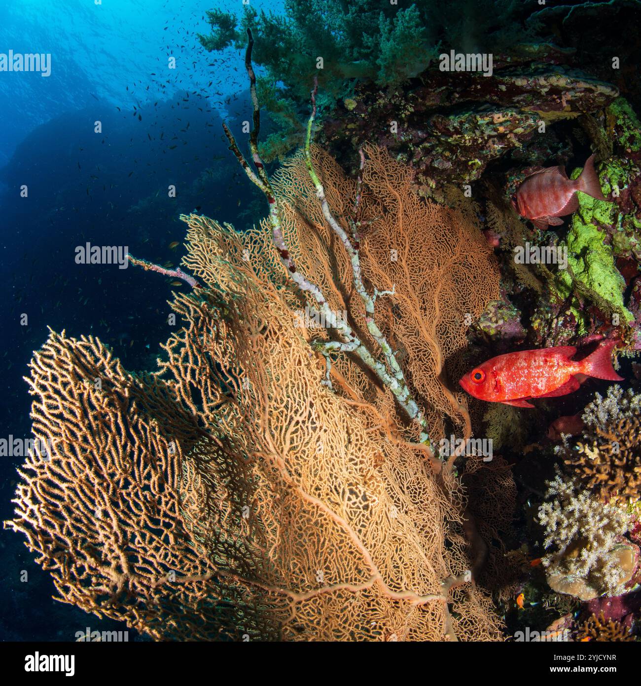 bigeye dietro fan coral red sea Foto Stock