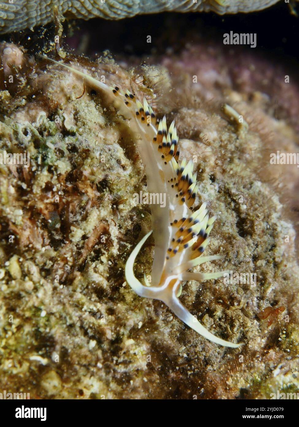 Delicata lumaca marina dalle lunghe arti con puntini colorati, caloria indiana (Caloria indica), si snoda su un paesaggio corallino. Sito di immersione Spice Reef, Penyapangan Foto Stock