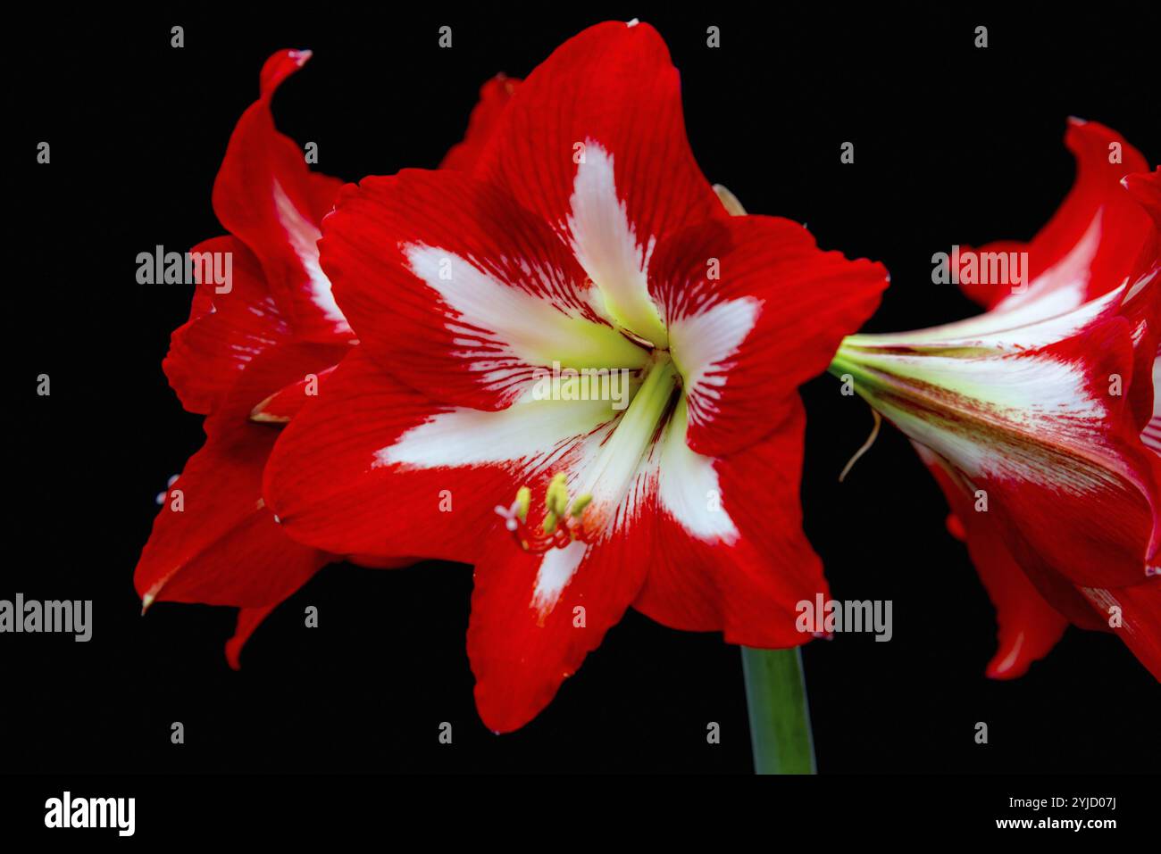 Primo piano di un fiore di amaryllis rosso brillante con accenti bianchi su sfondo nero Foto Stock