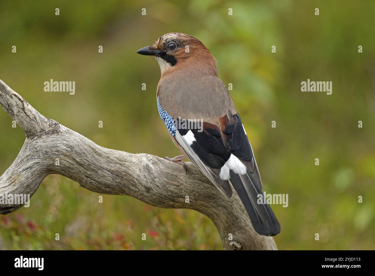 ghiandaia eurasiatica (Garrulus glandarius), su un ceppo d'albero, guardando lateralmente, vista posteriore, atmosfera autunnale, Finlandia settentrionale, Europa Foto Stock