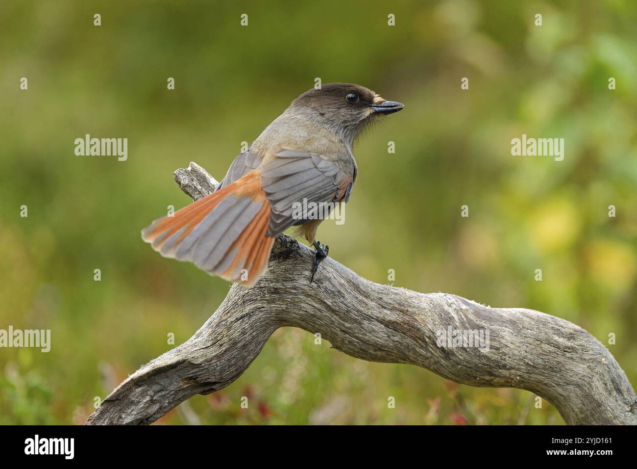 ghiandaia eurasiatica (Perisoreus infaustus), su un tronco d'albero, guardando lateralmente, vista posteriore, piume di coda sparse, umore autunnale, Finlandia settentrionale, Finlandia Foto Stock