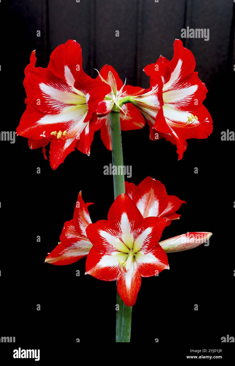 amaryllis rosso con petali simmetrici su sfondo scuro. Colori forti evidenziati Foto Stock