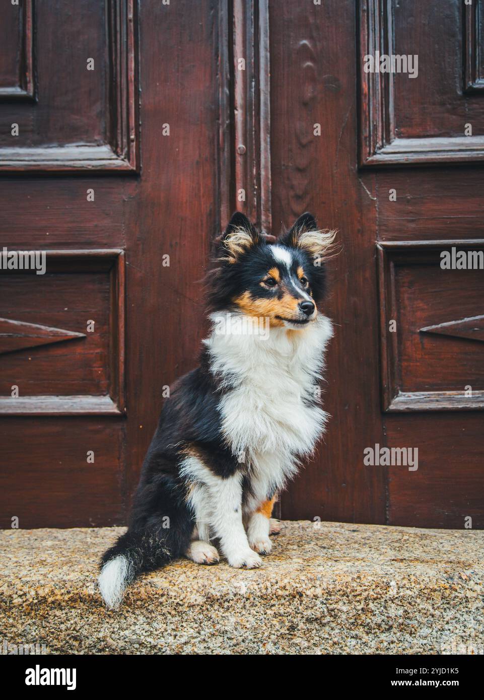 Sheltie nella città di Weitra, Waldviertel Foto Stock