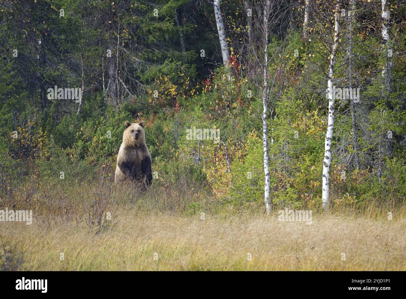 Orso femminile (Ursus arctos), pelliccia di colore chiaro, postura verticale, in erba alta ai margini della foresta, osservando i dintorni, mese autunnale Foto Stock