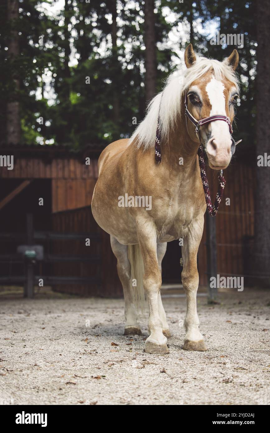Bellissimo cavallo marrone in piedi davanti alle sue scuderie pronto per andare a cavallo. Animale maestoso, un cavallo in un ranch in Slovenia Foto Stock