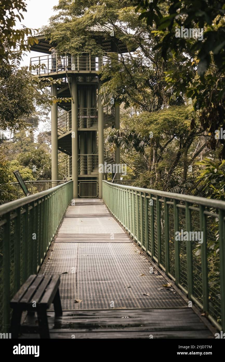 Ponte sospeso nel centro di conservazione della foresta pluviale Borneo Malesia Foto Stock