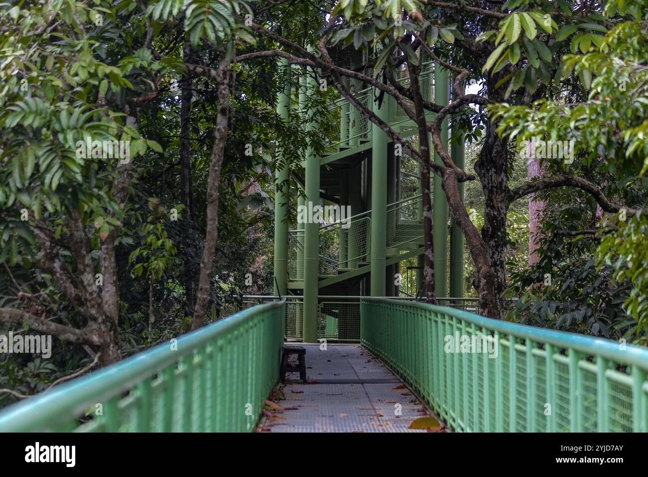 Ponte sospeso nel centro di conservazione della foresta pluviale Borneo Malesia Foto Stock