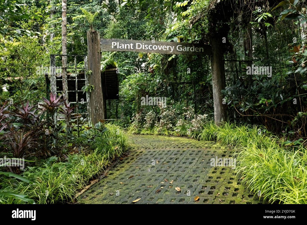 Bellissimo percorso nel centro di conservazione della foresta pluviale a Sandakan Borneo Malesia Foto Stock