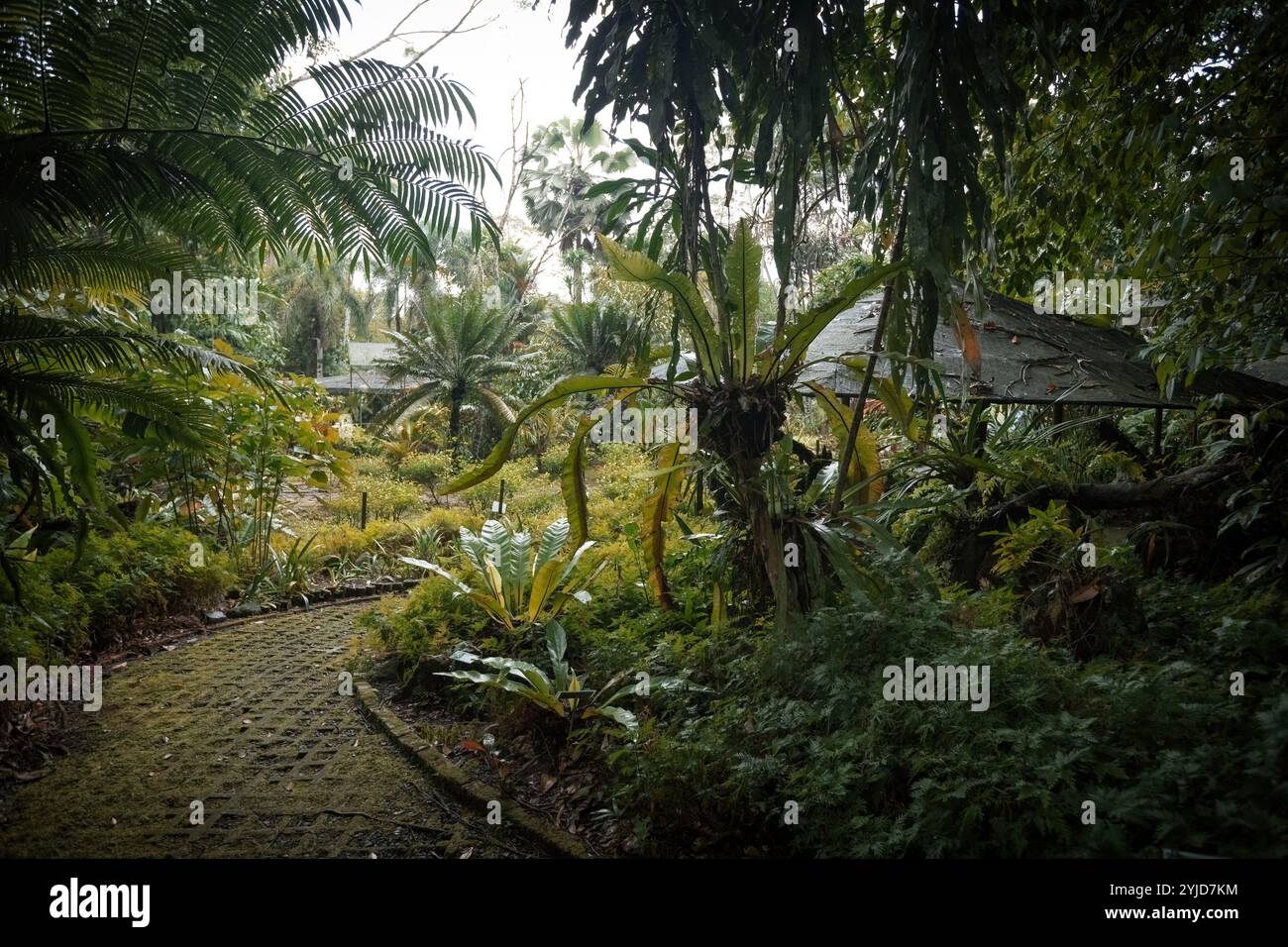 Bellissimo percorso nel centro di conservazione della foresta pluviale a Sandakan Borneo Malesia Foto Stock