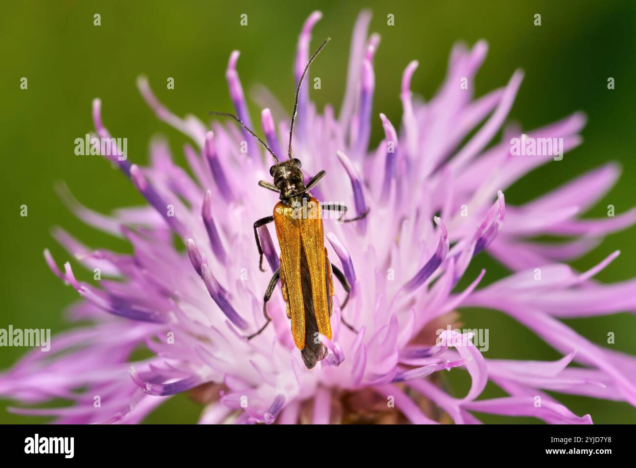 Oedemera femorata - False blister beetle - femmina su un Knapweed marrone viola Foto Stock