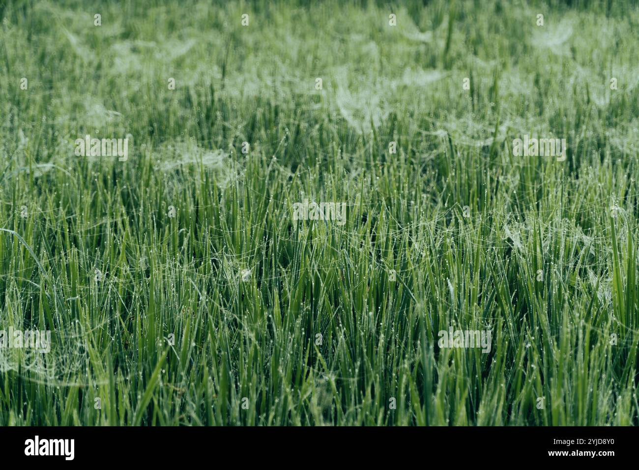 Mattina d'inverno, mattina nebbiosa, ora d'oro, campi di riso: Dove avviene la magia, campi di riso, maestosi alla luce del mattino Foto Stock