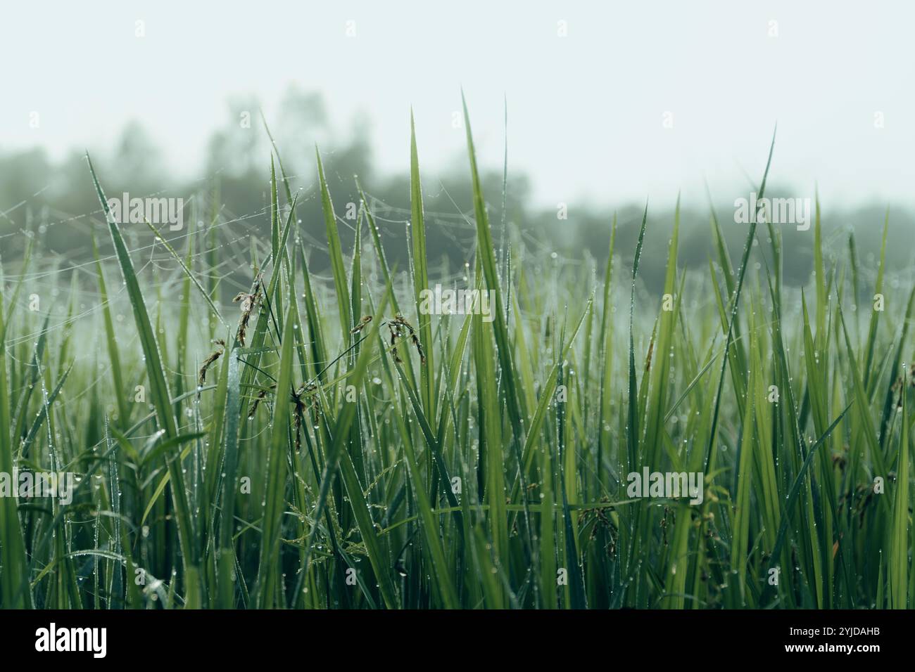 Mattina d'inverno, mattina nebbiosa, ora d'oro, campi di riso: Dove avviene la magia, campi di riso, maestosi alla luce del mattino Foto Stock