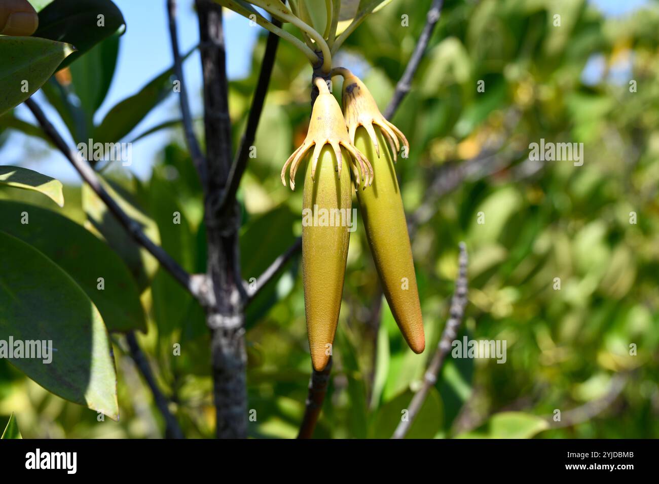 La mangrovia arancione a foglia grande (Bruguiera gymnorhiza) è un albero nativo delle coste dell'Oceano Indiano e del Pacifico occidentale. Questa foto è stata scattata a Honko Foto Stock