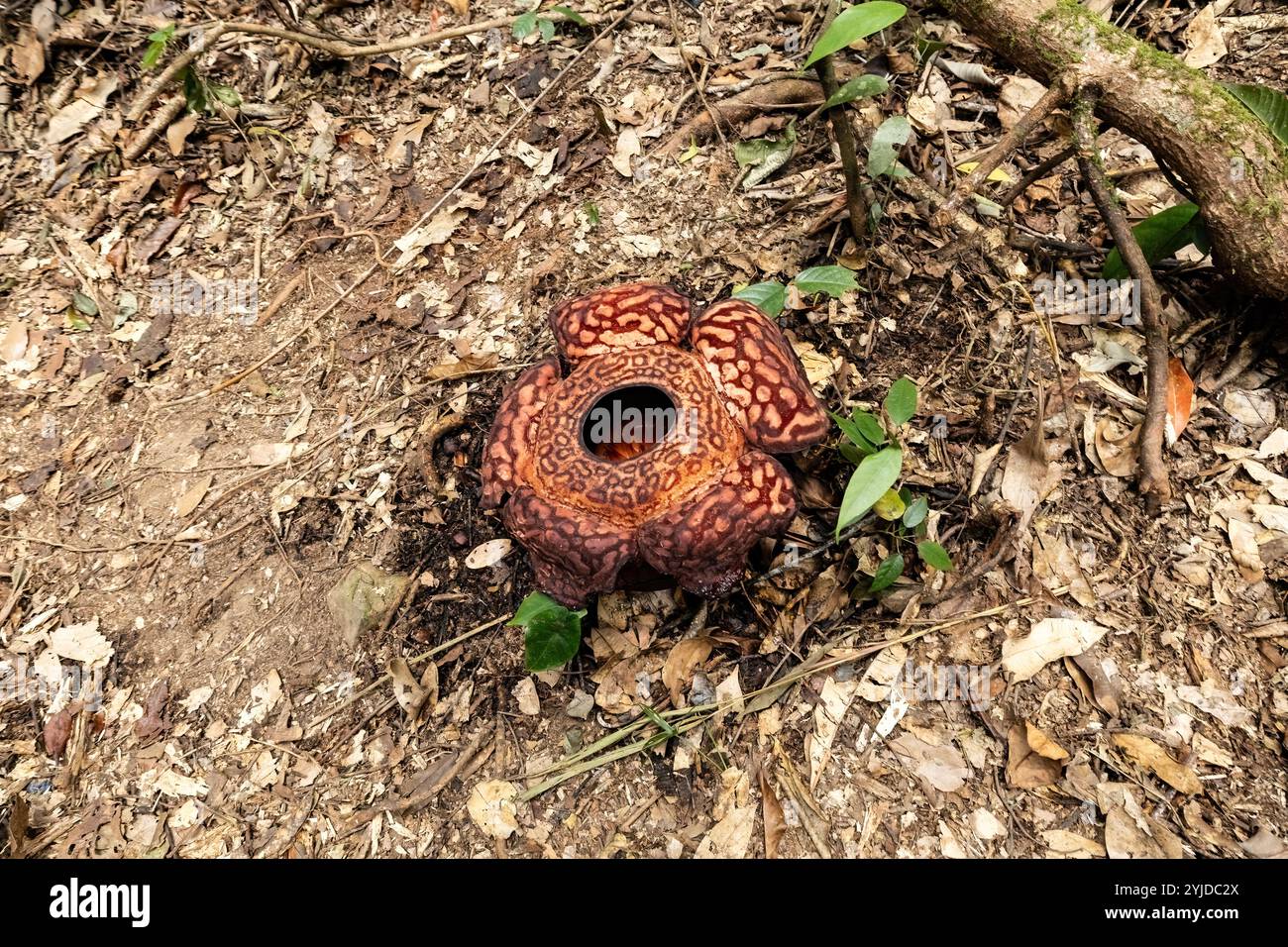 Vista dall'alto del fiore Rafflesia nella giungla del Borneo, Malesia Foto Stock