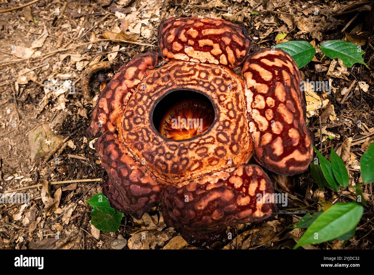 Vista dall'alto del fiore Rafflesia nella giungla del Borneo, Malesia Foto Stock